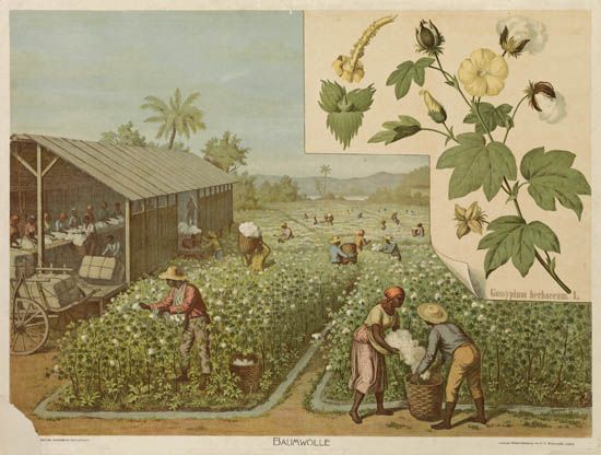(SLAVERY AND ABOLITION--COTTON.) Baumwolle (cotton.)